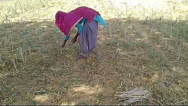 देसी इंडियन बॉयफ्रेंड ने खेत में काम कर रही अपनी गर्म जवान को चोदा